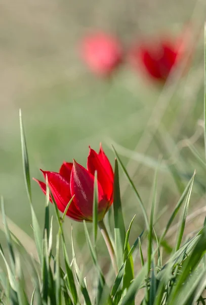 Red tulip on grass background — Stock Photo, Image