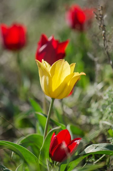 Wild yellow tulip in the steppe — Stock Photo, Image