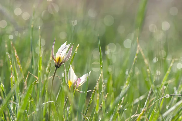 Tulipa selvagem na grama orvalhada — Fotografia de Stock