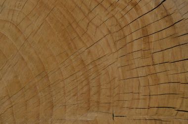 Çatallı bir ağaç kesimi.