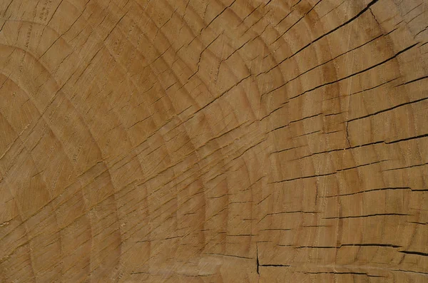 Corte de un árbol con grietas — Foto de Stock