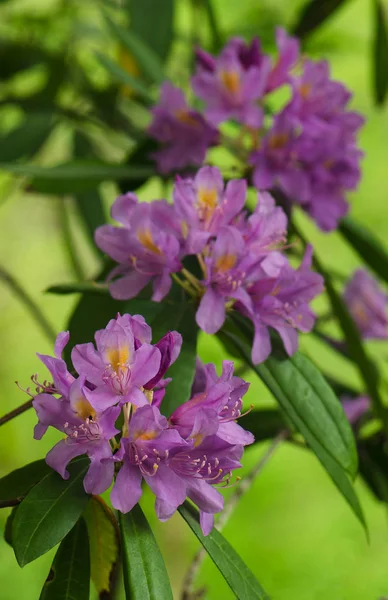 Violetter Rhododendron auf verschwommenem Hintergrund — Stockfoto