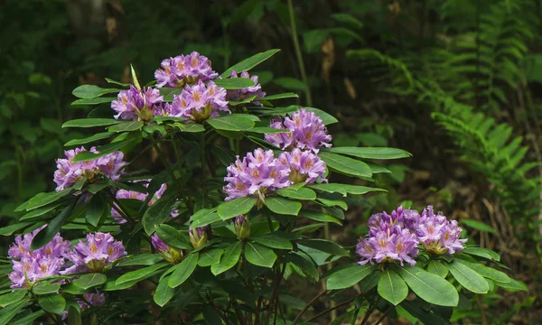 Ein Strauch wilder Rhododendron mit Blumen — Stockfoto