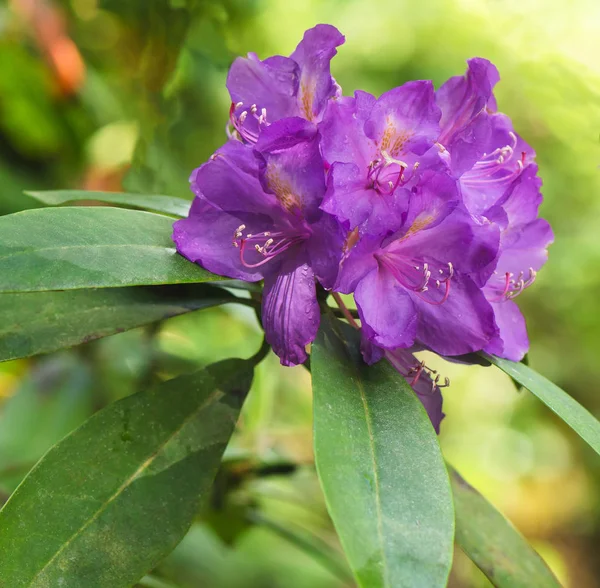 Květy fialové rododendron na rozostřeného pozadí — Stock fotografie