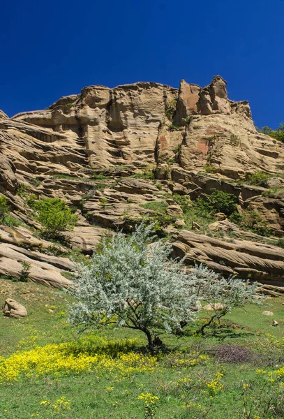 Un árbol en flor sobre un fondo de rocas . —  Fotos de Stock