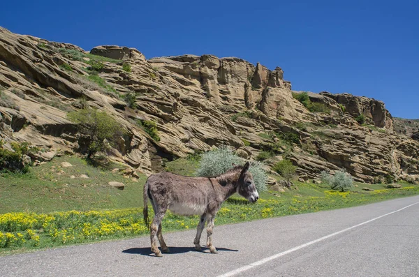 Un burro en un camino de montaña Fotos de stock