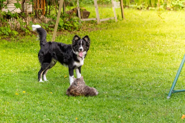 Köpek ve kedi Sunny çimlerinde oynuyorlar. Seçici odak.