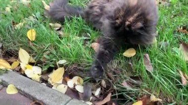 Rüzgarlı sonbahar havasında bahçede kedi ve küçük bir fare oynuyorlar.
