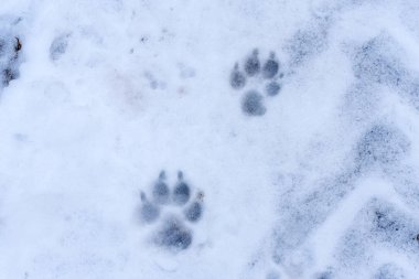 Close-up of two animal paw prints in the snow. Space for letteri clipart