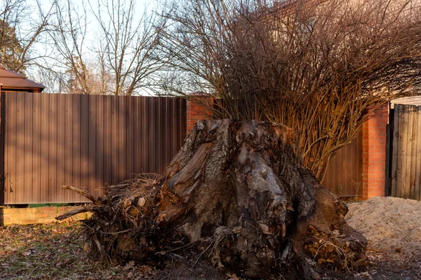Huge uprooted tree stump on the background of the fence and bush — Stock Photo, Image