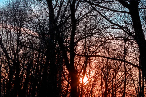 Zdekoncentrowane sylwetki drzew przed szkarłatnym zachodem słońca. Abstrakt — Zdjęcie stockowe