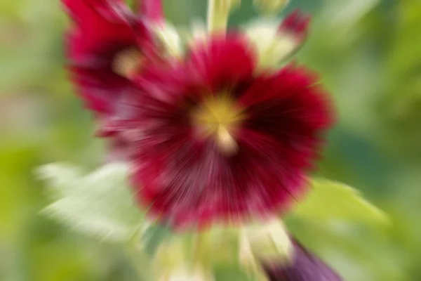 Kreatywne rozmycie z efektem zoomu. Streszczenie jasny kwiat bordowy. — Zdjęcie stockowe