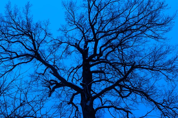 Silueta borrosa oscura de un viejo árbol grande sobre un fondo azul —  Fotos de Stock