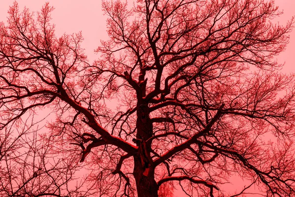 Silhouette floue foncée d'un vieux grand arbre en étain rouge et rose — Photo