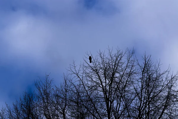 Silhouettes de branches d'arbres et un corbeau solitaire contre le bleu s — Photo
