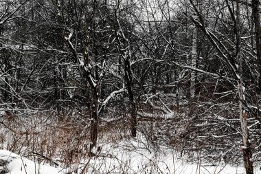 Abstract winter landscape, snow-covered trees and windbreak. Sof