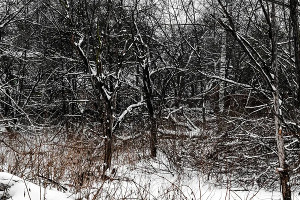 Абстрактный зимний пейзаж, заснеженные деревья и штормовой ветер. Соф — стоковое фото