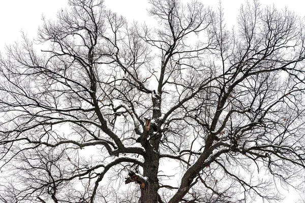 สีลูเอทที่มืดมิดของต้นไม้ขนาดใหญ่เก่าบน backgrou สีขาว — ภาพถ่ายสต็อก
