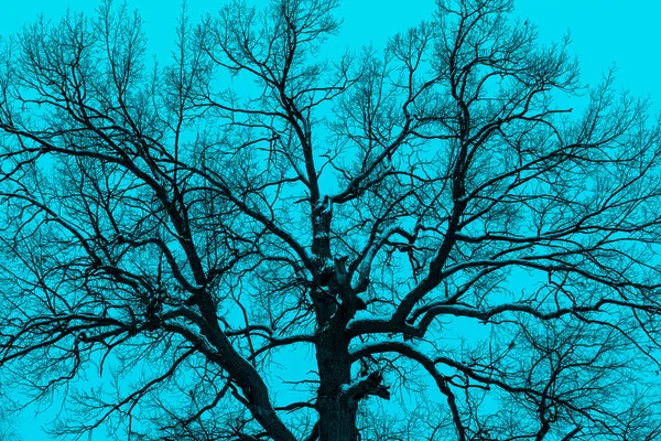 Dunkle Verschwommene Silhouette Eines Alten Großen Baumes Auf Türkisfarbenem Hintergrund — Stockfoto