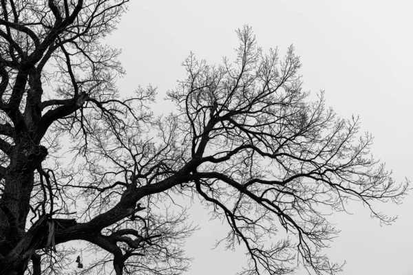 Silueta Starého Velkého Stromu Černobílý Obraz Souhrnná Krajina — Stock fotografie