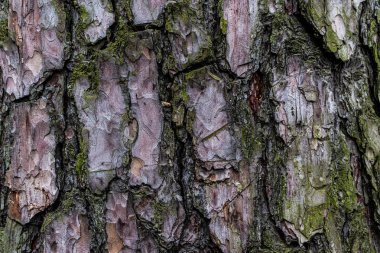 Ağaç kabuğu, soyut doğal arkaplan. Kapatın. Yumuşak odak