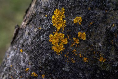Ağaç gövdesinde parlak sarı mantar. Seçici odak