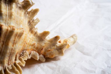 Eski deniz kabuğunun yakın çekim parçası. Harfler ya da dizayn için boşluk. Seçici odak