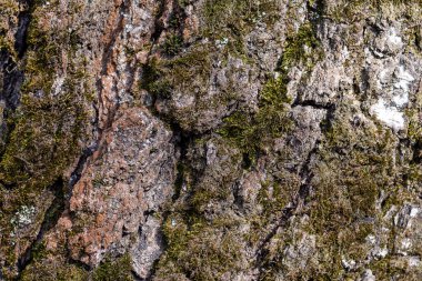 Ağaç kabuğu ve yosun yakın plan. Soyut doğal arkaplan