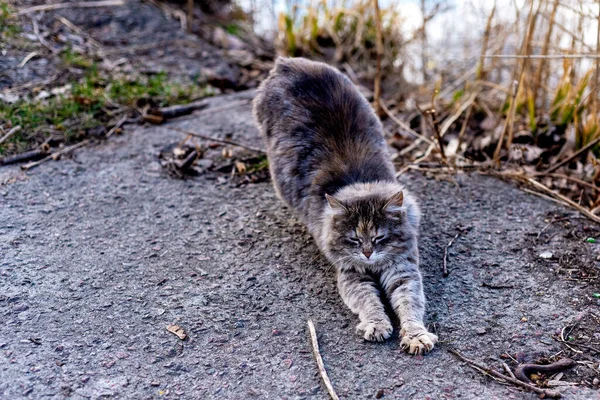 Stretching Giovane Bella Gatta Copyspace Focus Selettivo — Foto Stock