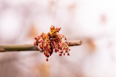 Bulanık arka planda kırmızı çiçek açan akçaağaç. Yakın plan.