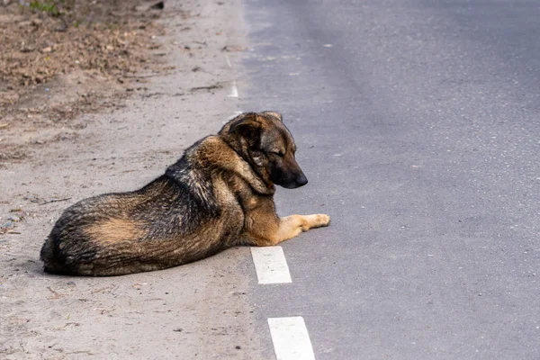 Lost dog lies roadside asphalt road