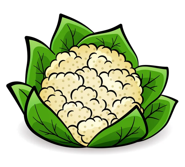 Ilustración Vectorial Del Dibujo Diseño Coliflor Aislado — Archivo Imágenes Vectoriales