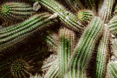 Cactus in the garden. Nature.