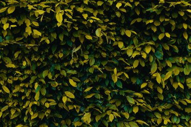 Sarı ve yeşil yapraklardan oluşan duvar.