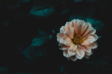 Bahçedeki sarı çiçek. Yeşil yapraklar. Koyu tonlar. Çiçek açan. Boşluğu kopyala.