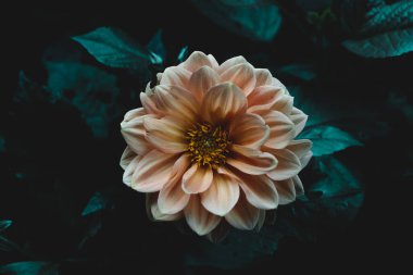 Bahçedeki sarı çiçek. Yeşil yapraklar. Koyu tonlar. Çiçek açan.