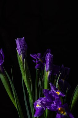 Siyah arka planda Iris çiçekleri. Mor çiçeklere su damlaları. 