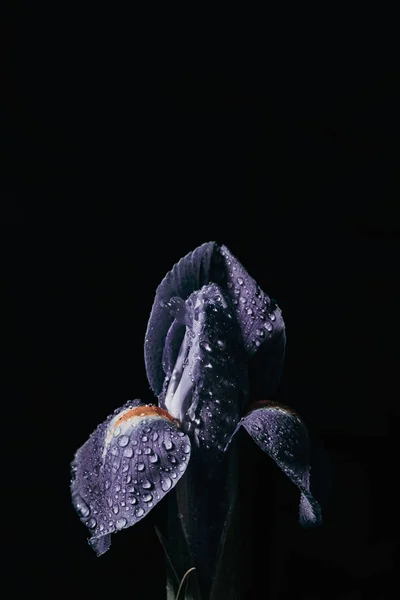 Iris flower on black background. Drops of water on a purple flower.