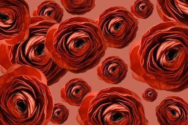 Turuncu arka planda turuncu Ranunculus çiçekleri, pürüzsüz desen, kolaj. Çiçek arka planı.