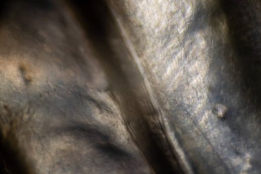 Soyut arkaplan. Mikroskop altında bak. Doku, bulanık.