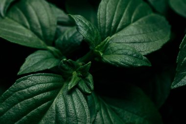 Bahçede büyüyen yeşil fesleğen, yakın plan. Limon fesleğeni.