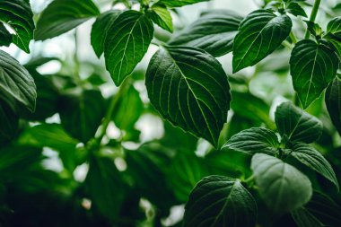 Bahçede taze yeşil fesleğen yaprakları.