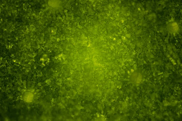Fond Vert Abstrait Vue Une Feuille Verte Sous Microscope Fond — Photo