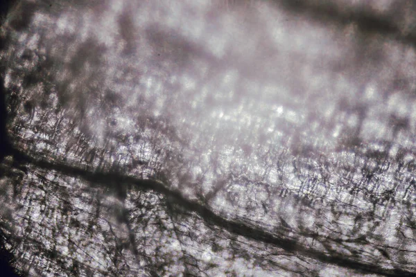 Fondo Gris Abstracto Cáscara Ajo Vista Bajo Microscopio Textura Desenfoque — Foto de Stock