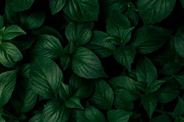 Зеленый базилик растет в саду, крупным планом. Лимонный базилик
.