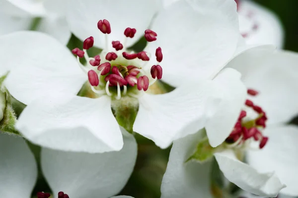White flowers of a plum tree, closeup.