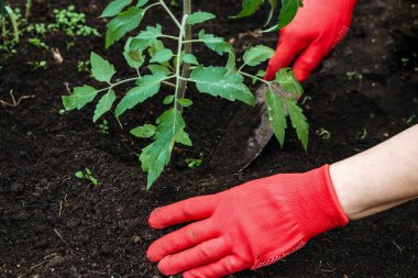 Domates tohumu ekiyorum. Kırmızı eldivenli kadın eller. Bahçıvanlık. Kadın domates fideleri ekiyor. Sadece eller görünür..