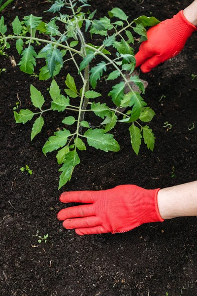 Planting a tomato seedling. Female hands in red gloves. Gardening. Woman plants seedlings of tomatoes. Only hands are visible.