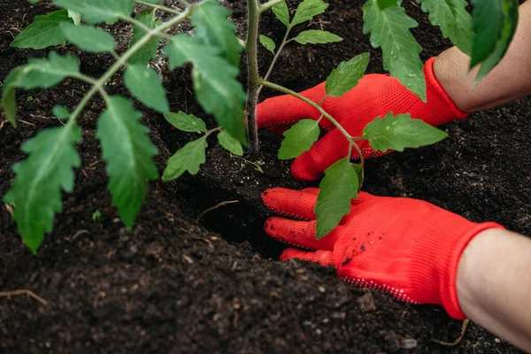 Planting a tomato seedling. Female hands in red gloves. Gardening. Woman plants seedlings of tomatoes. Only hands are visible.