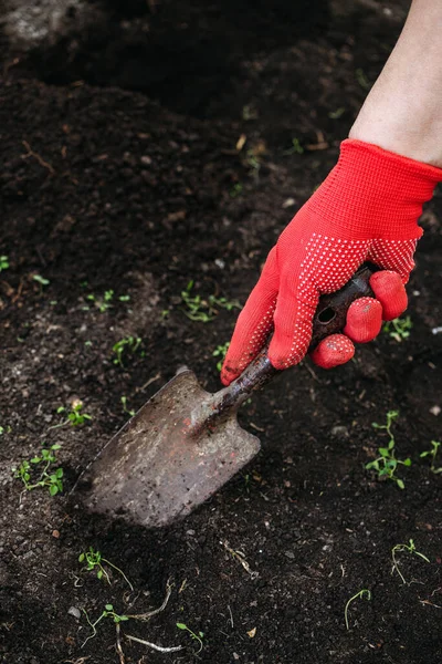 Female hand in a red glove holds a shovel for digging the earth in the garden.